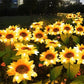📢📢44% OFF !! ⏰🌻 Realistic & Weatherproof | Solar Sunflower | IP65 Outdoor Decor