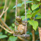 🔥56% OFF on selected products🎉Whimsical Turtle Swing Decor