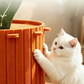 🔥50% OFF on selected products🎉Cozy Carrot Cat Cave